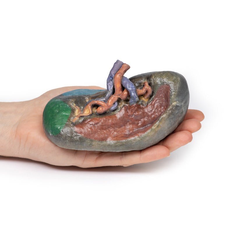 3D Printed Vasculature of the Spleen