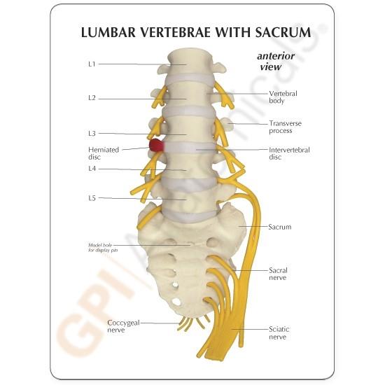 5-Pc. Lumbar  Vertebrae with Sacrum