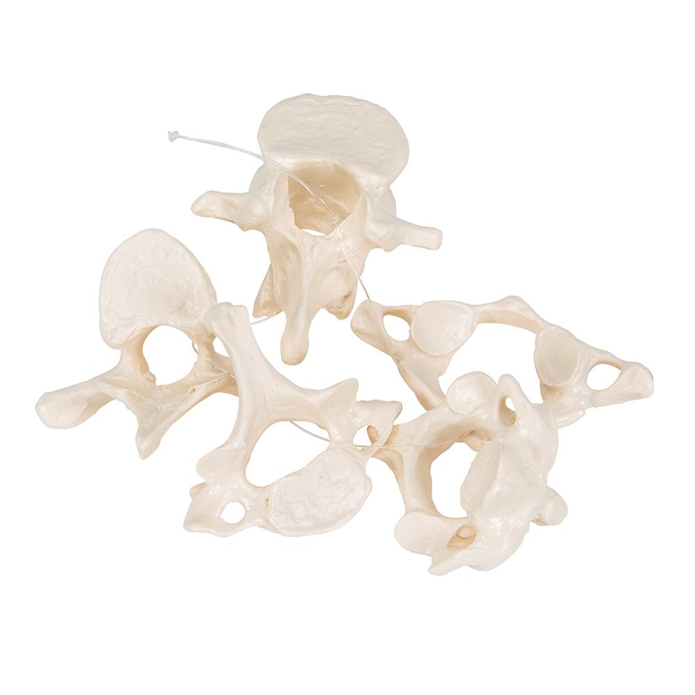 3B Scientific - Modèle anatomique 3D du cœur humain (1 3B Scientific - Modèle anatomique 3D du cœur humain (1