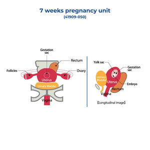 7 Weeks Pregnancy Unit