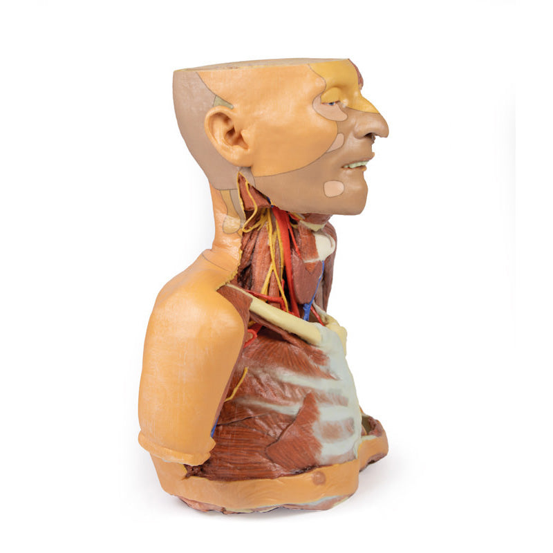 3D Printed Head, Neck, Shoulder and Thorax Replica with Angiosomes