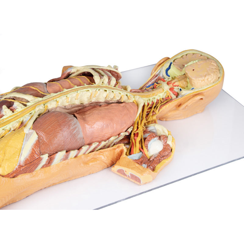 3D Printed Nervous System Dissection