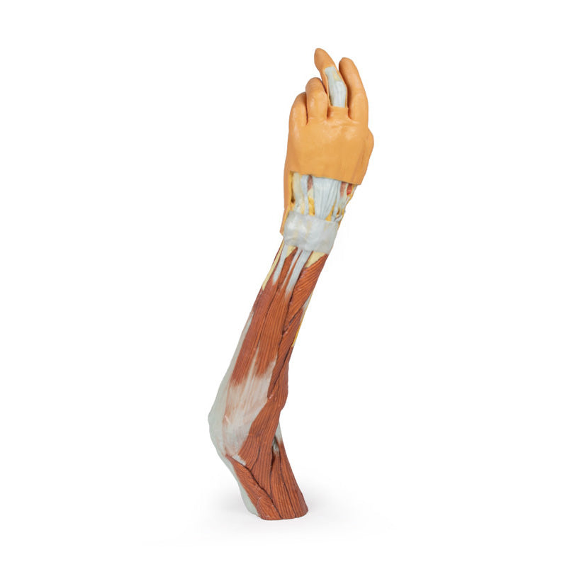 3D Printed Arm, Forearm and Hand Replica