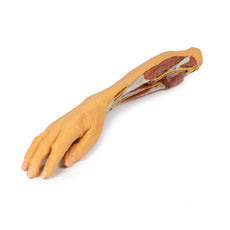 3D Printed Forearm and Hand Replica - Superficial and Deep Dissection