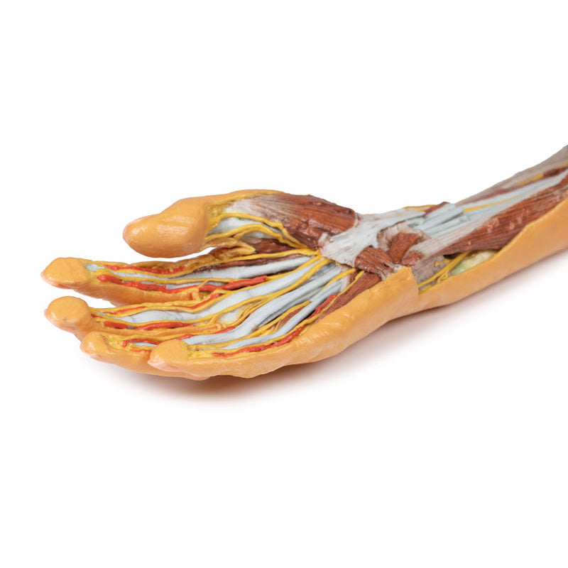 3D Printed Forearm and Hand Replica - Superficial and Deep Dissection