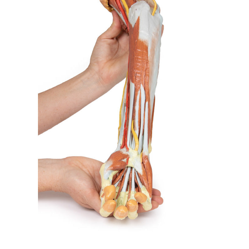 3D Printed Deep Upper Limb and Hand Model