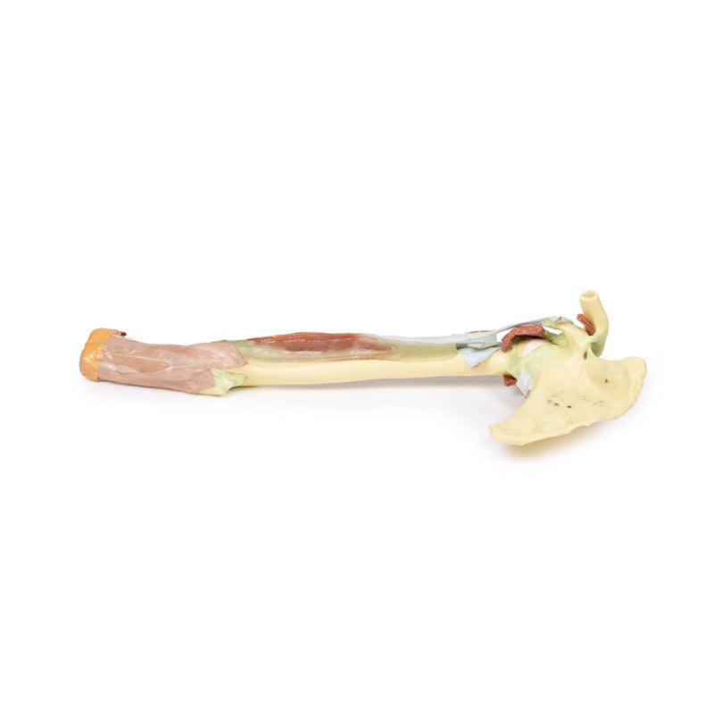 3D Printed Upper Limb - Biceps, Bones and Ligaments Model