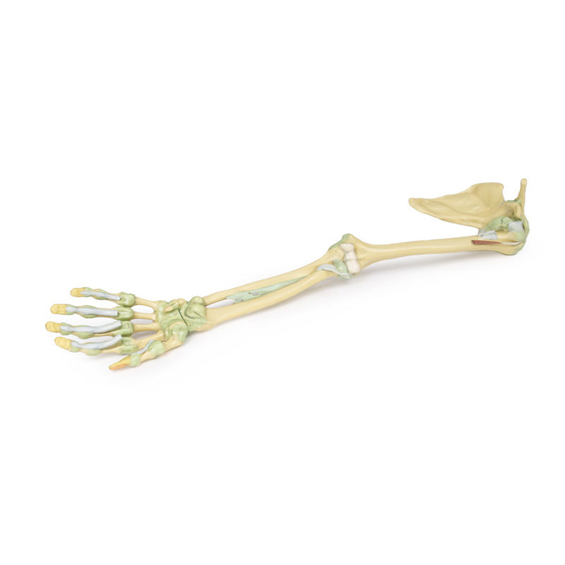 3D Printed Upper Limb Skeleton and Ligaments