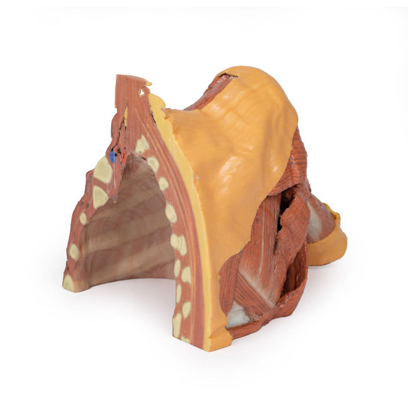 3D Printed Thoracic Wall, Axilla and the Root of the Neck