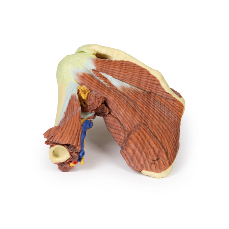 3D Printed Shoulder with deep dissection of the left shoulder