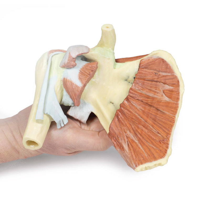 3D Printed Shoulder with deep dissection of a right shoulder