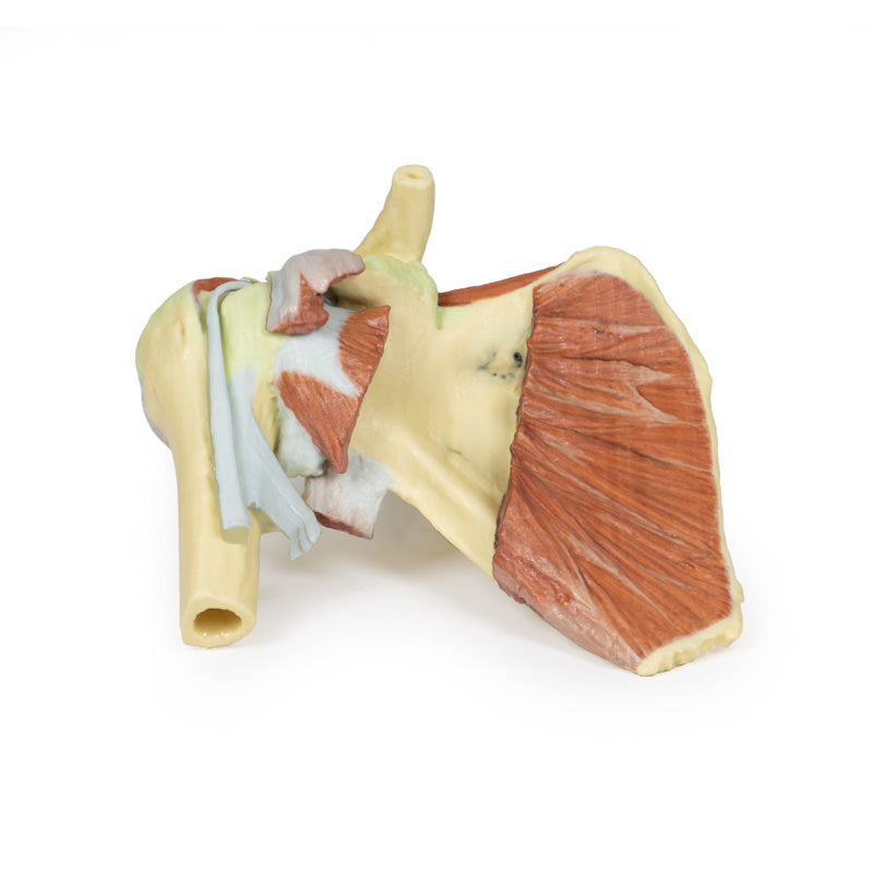 Humerus bone - Anatomy 3D model, Anatomy model of Humerus w…