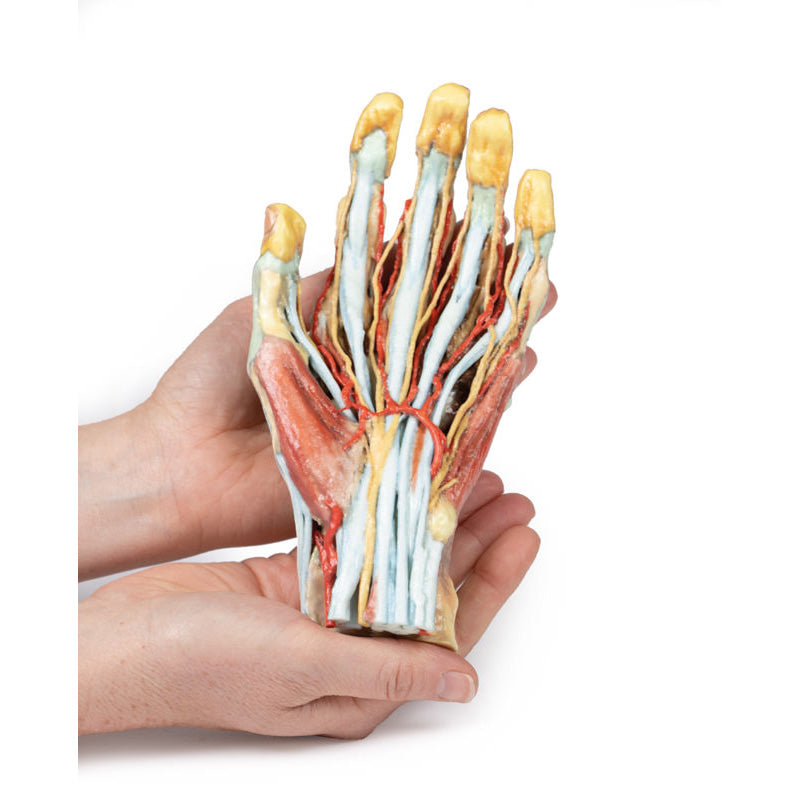 3D Printed Hand Model