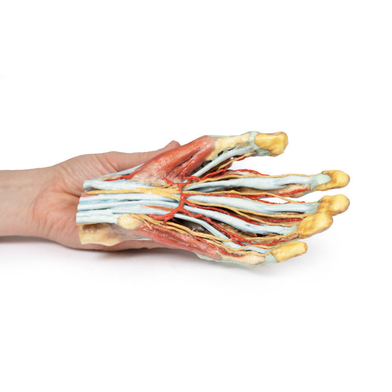 3D Printed Hand Model