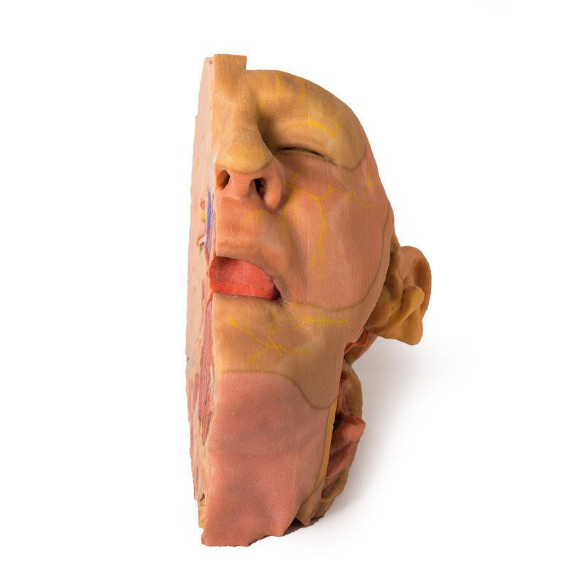 3D Printed Head and Neck Replica