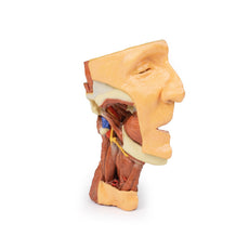3D Printed Deep face- Infratemporal fossa Model