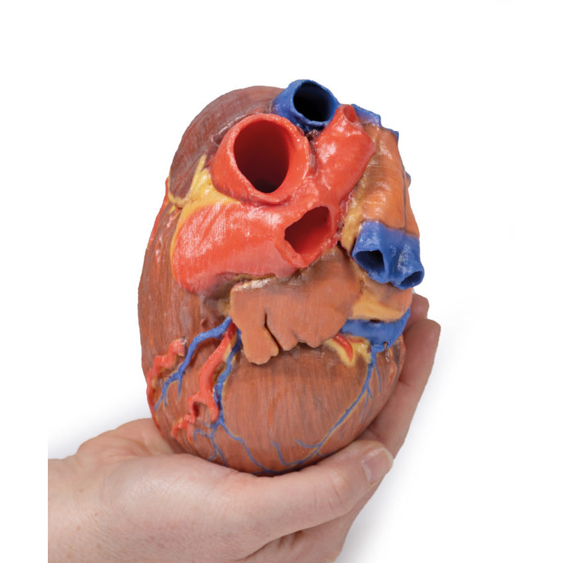 3D Printed Human Heart Model