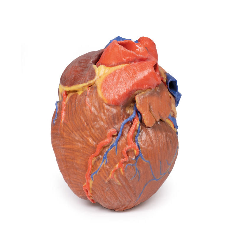 3D Printed Human Heart Model