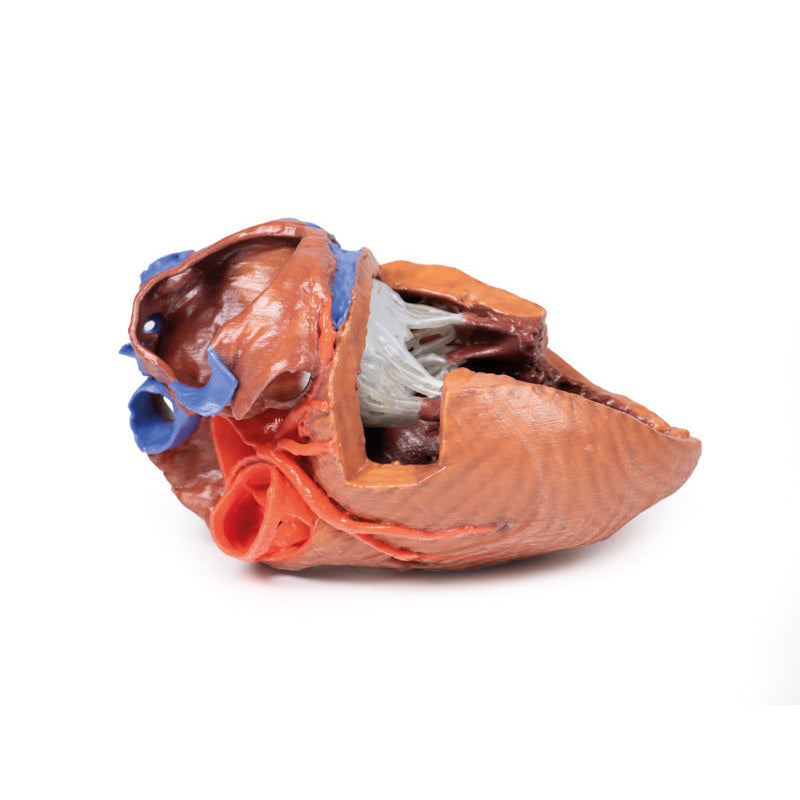 3D Printed  Heart internal structures Replica