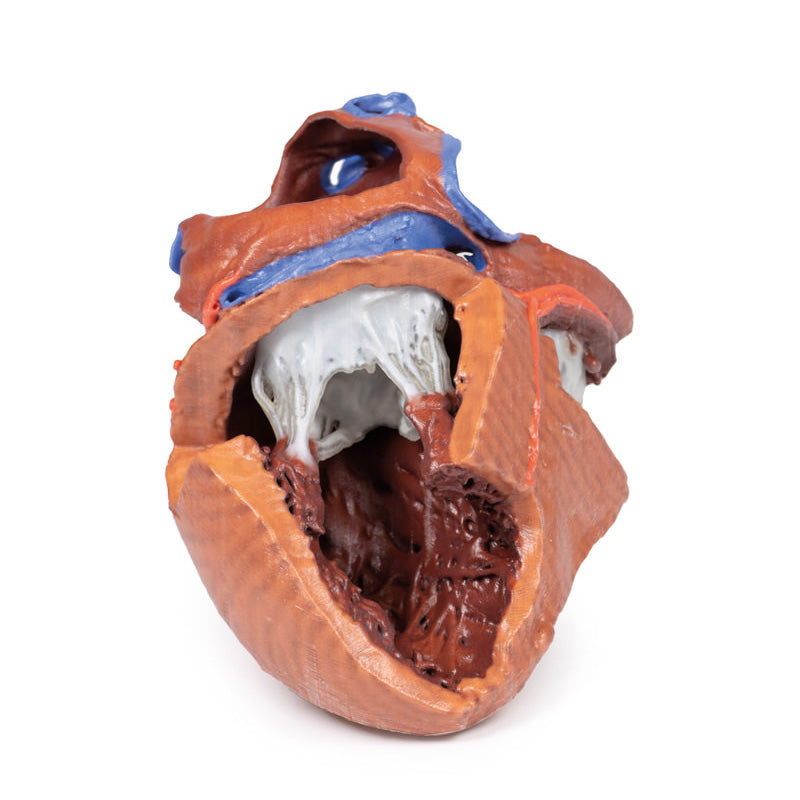 3D Printed  Heart internal structures Replica