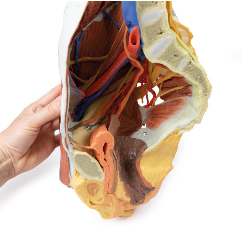 3D Printed Female right pelvis