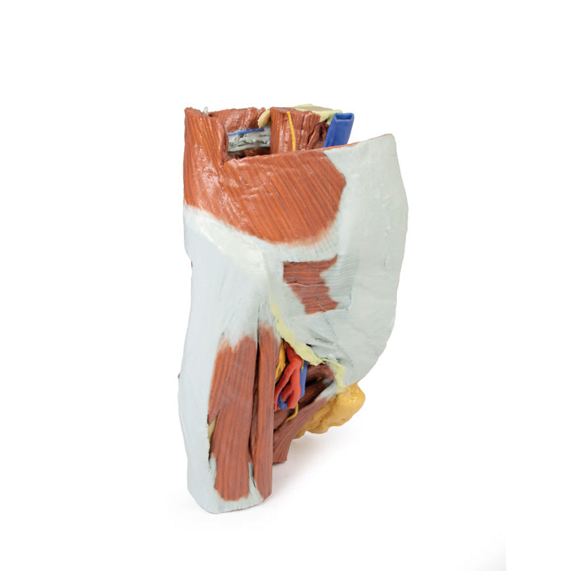3D Printed Female right pelvis