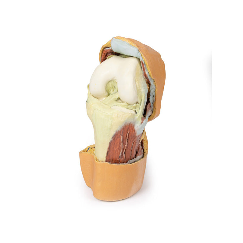 3D Printed Flexed knee joint deep dissection Model