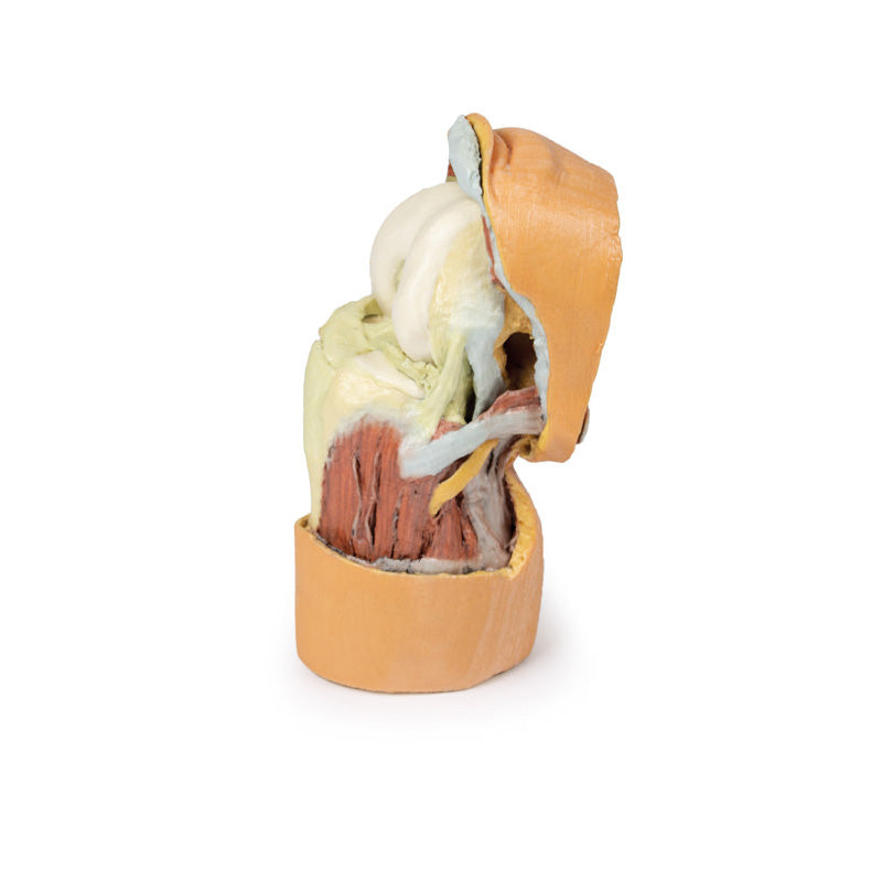3D Printed Flexed knee joint deep dissection Model