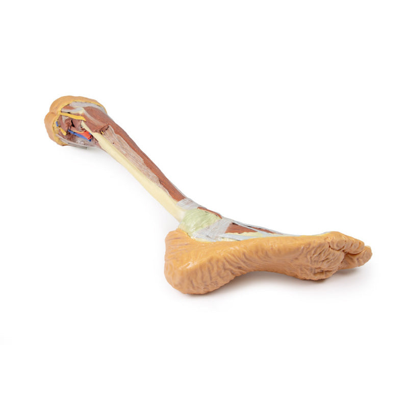3D Printed Lower Limb - deep dissection Model