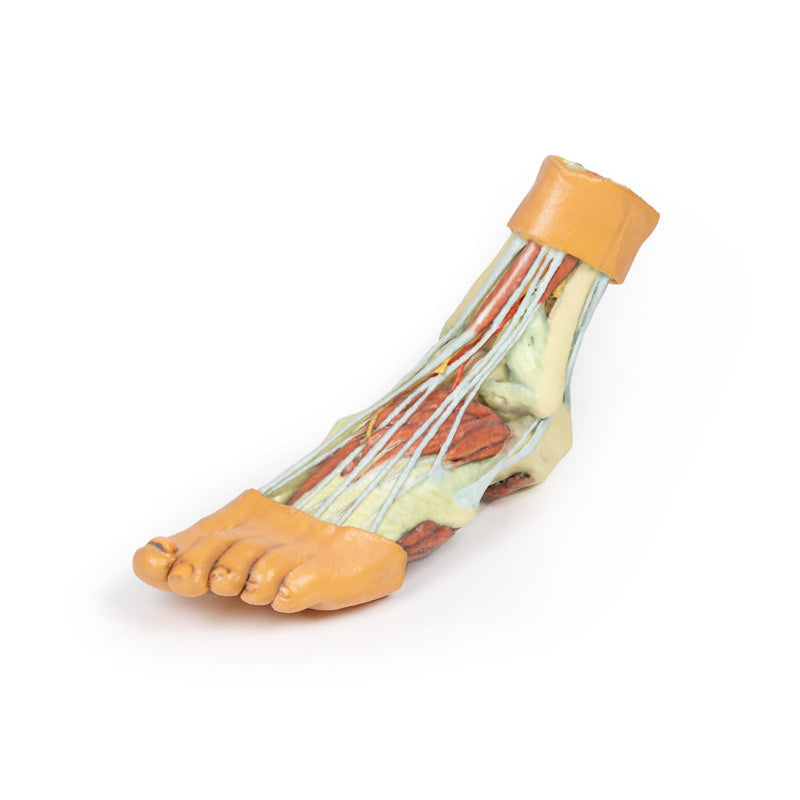 3D Printed Foot - Structures of the plantar surface