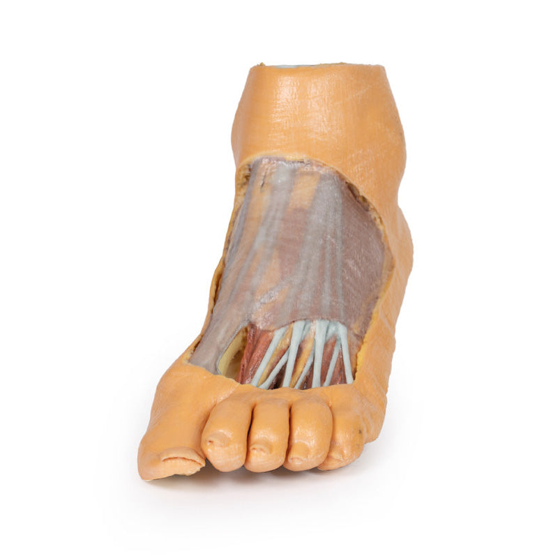3D Printed Foot - Plantar surface & superficial dissection on the – GTSimulators.com