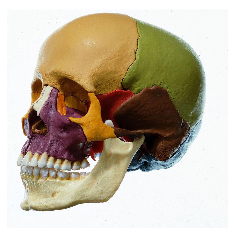 SOMSO 14-Piece Model of the Human Skull
