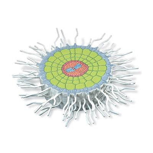 Absorption Zone of the Root