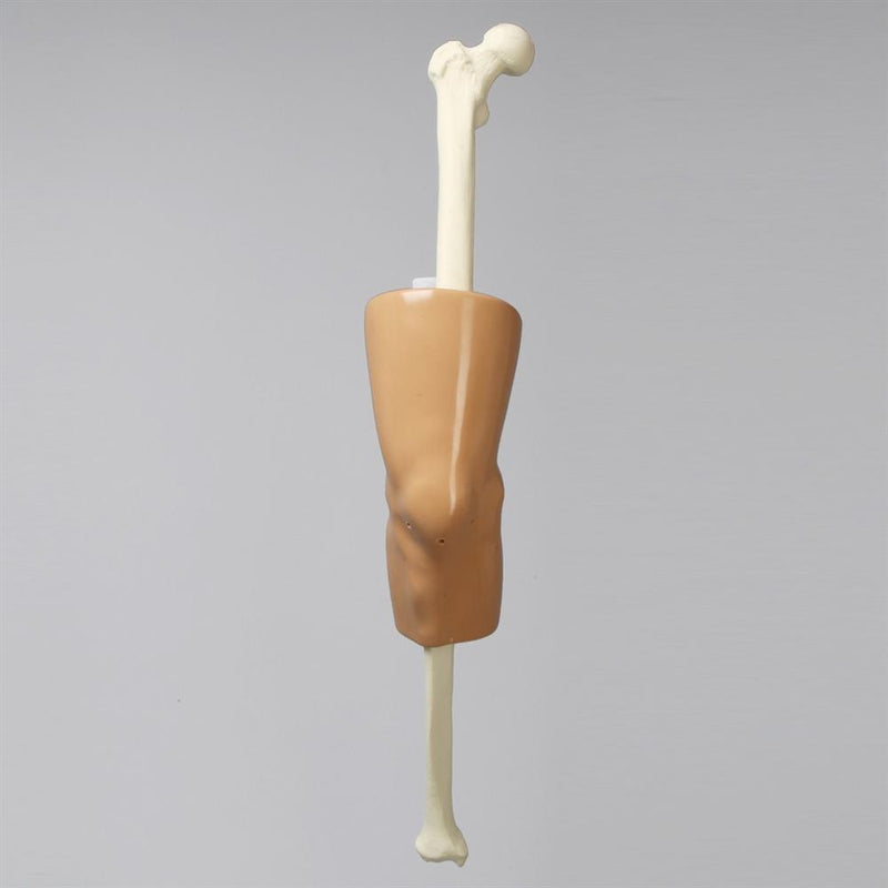 ACL Knee Arthroscopy Trainer