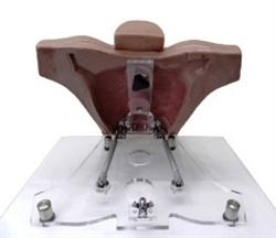 Acrylic Base for Mastotrainer Breast Surgical Trainers