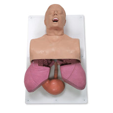 Adult Airway Management Trainer with Board