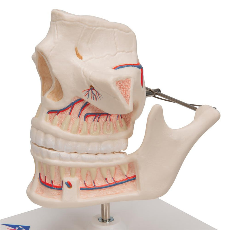 Adult Dentures - Lower Jaw Movable