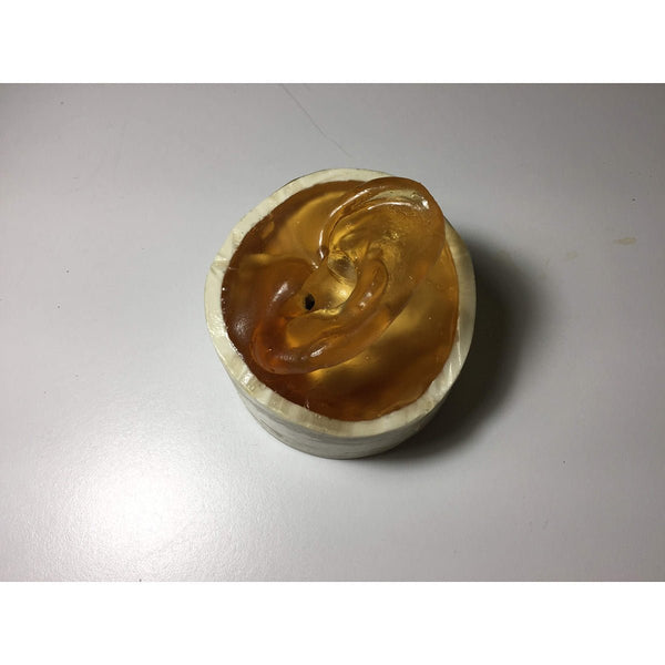 Adult Ear Phantom for X-Ray CT, Ultrasound and MRI – GTSimulators.com