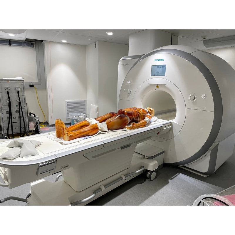 Adult Full Human Body Phantom for X-Ray CT & MRI Training