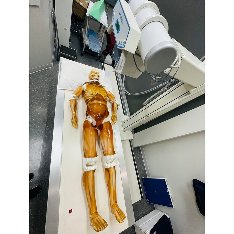 Adult Full Human Body Phantom(With Muscles) for X-Ray CT & MRI Training
