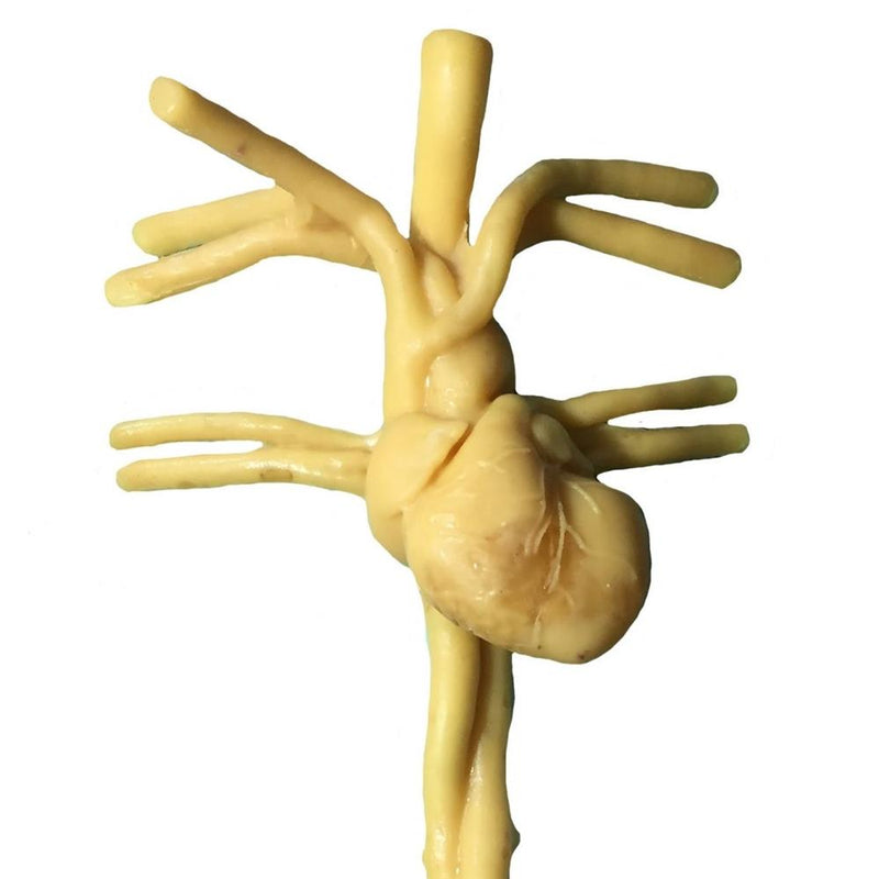 Adult Heart Phantom for Ultrasound, MRI, CT Scan and Endoscopic