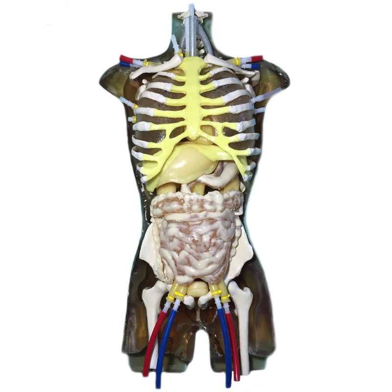 Advanced Adult Torso for X-Ray CT and Ultrasound