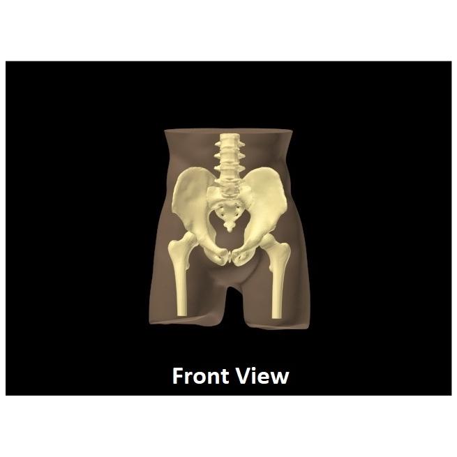 Adult Pelvis Phantom for X-ray and CT applications