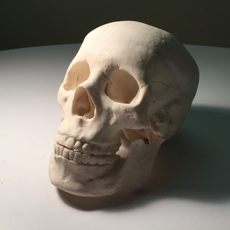 Adult Skull for X-Ray CT, Ultrasound and MRI
