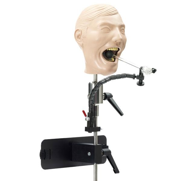 Adult X-Ray Dental Manikin