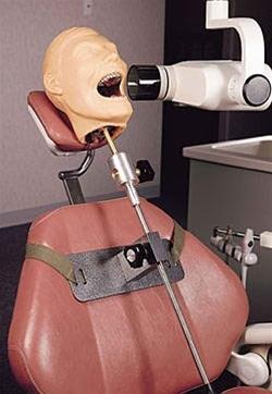 Adult X-Ray Dental Manikin