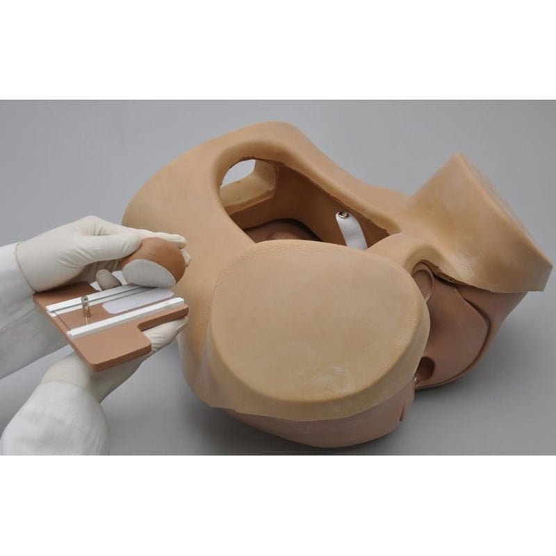 Prostate Radiology Simulation Advanced Patient Care Male Prostate Simulator, Medium – GTSimulators.com