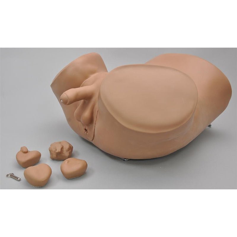 Advanced Patient Care Male Prostate Simulator, Medium GTSimulators.com Advanced Patient Care Male Prostate Simulator, Medium GTSimulators.com