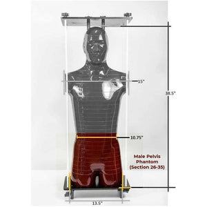 Alderson Radiation Therapy (ART) - Male Pelvis Phantom