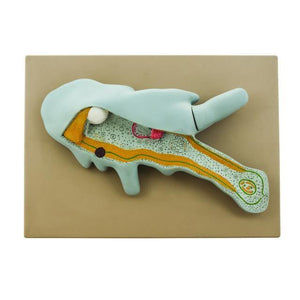 Amoeba Model 1000x Enlarged, 2-part